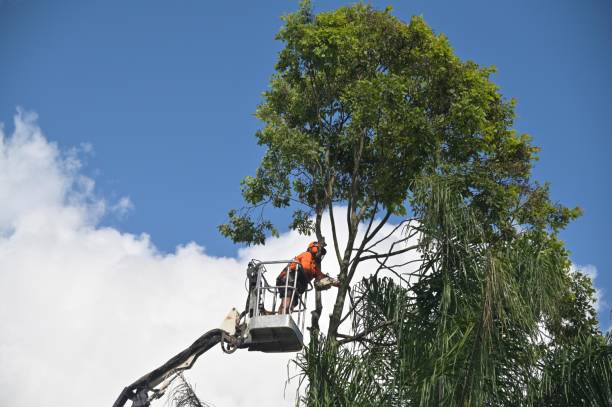 How Our Tree Care Process Works  in  Lake Butler, FL